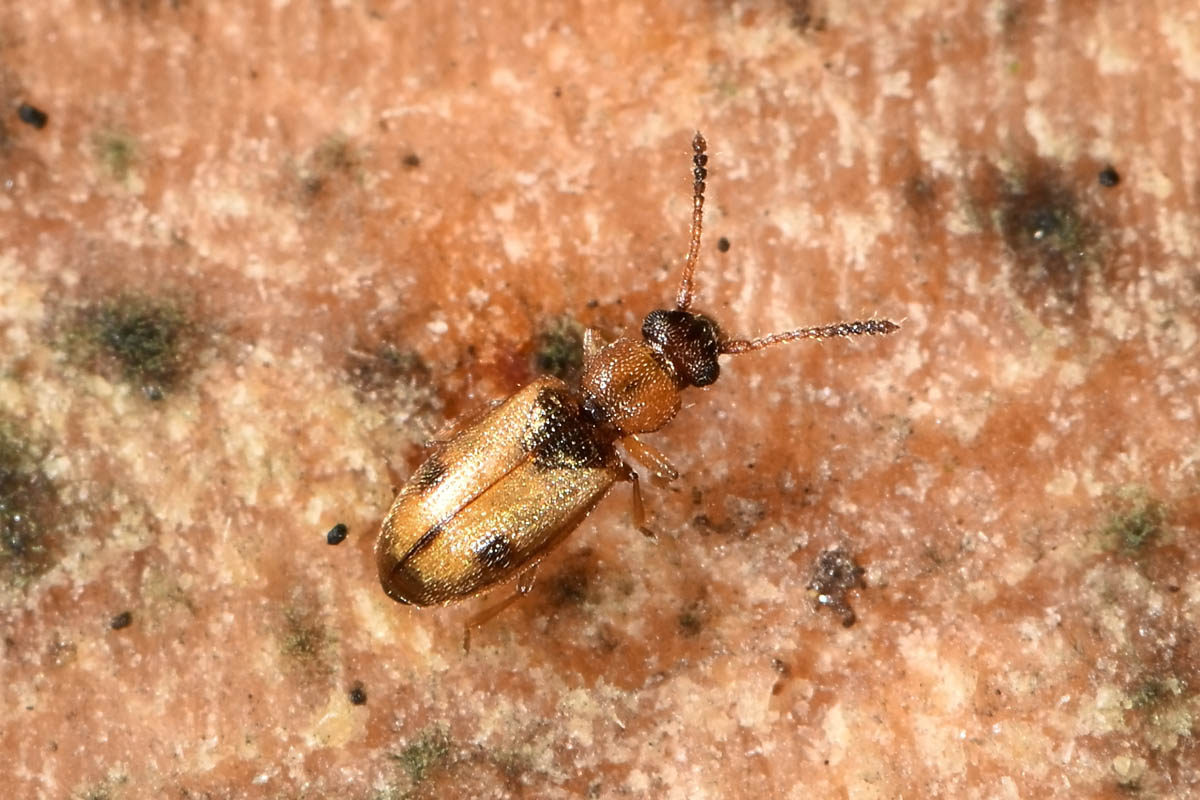 Silvanidae: Psammoecus bipunctatus